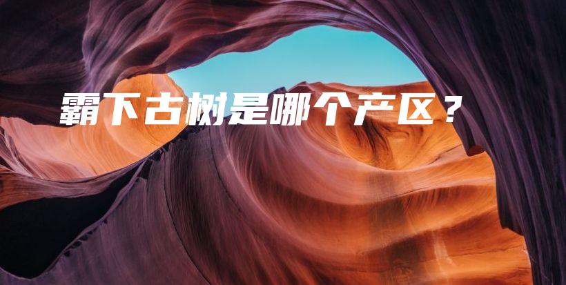 霸下古樹是哪個產區(qū)？插圖