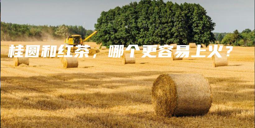 桂圓和紅茶，哪個(gè)更容易上火？插圖
