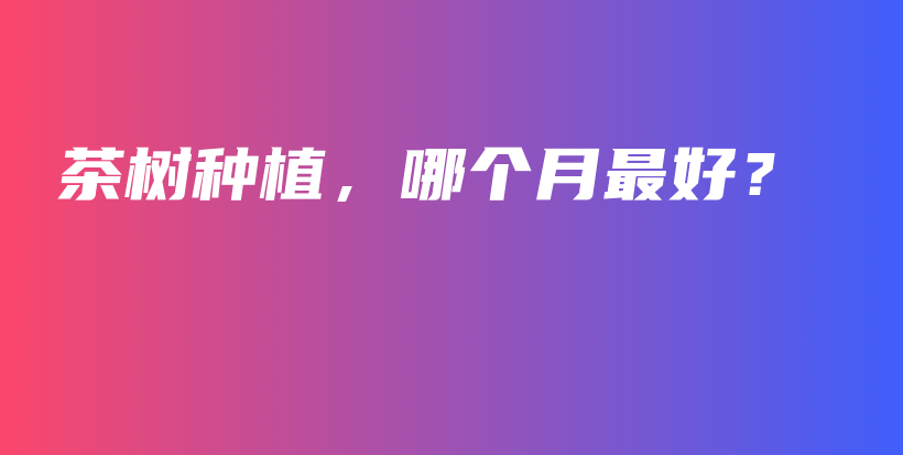 茶樹種植，哪個月最好？插圖