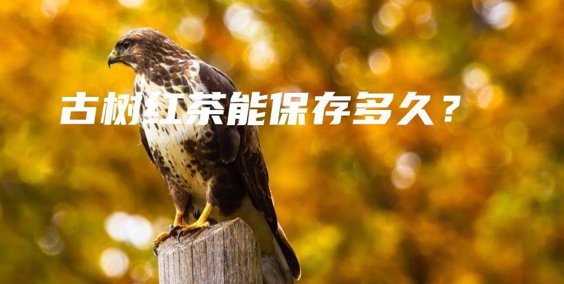 古樹紅茶能保存多久？插圖