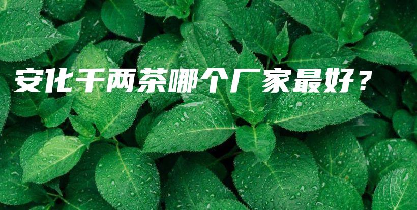 安化千兩茶哪個廠家最好？插圖