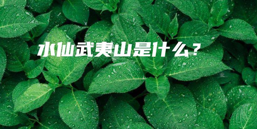 水仙武夷山是什么？插圖
