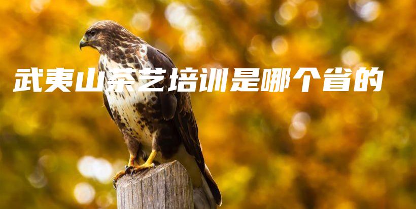 武夷山茶藝培訓是哪個省的插圖