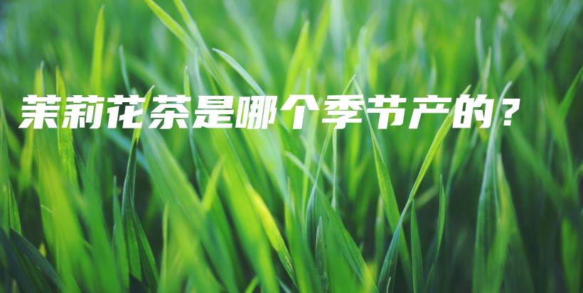 茉莉花茶是哪個(gè)季節(jié)產(chǎn)的？插圖