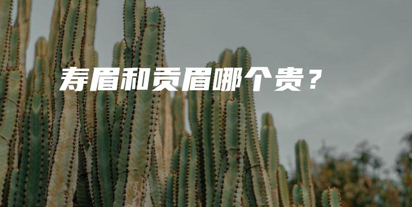 壽眉和貢眉哪個貴？插圖