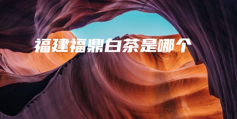 福建福鼎白茶是哪個插圖