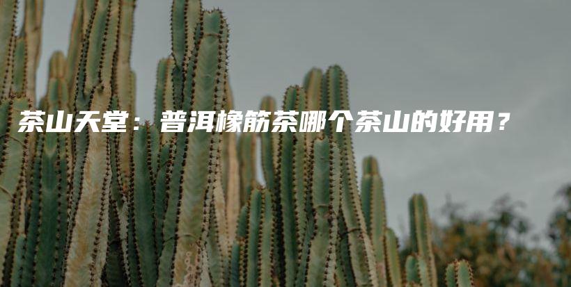 茶山天堂：普洱橡筋茶哪個茶山的好用？插圖