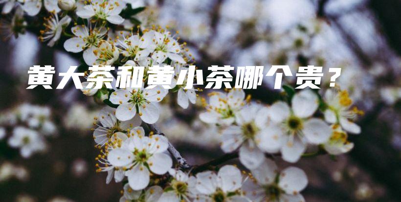 黃大茶和黃小茶哪個貴？插圖