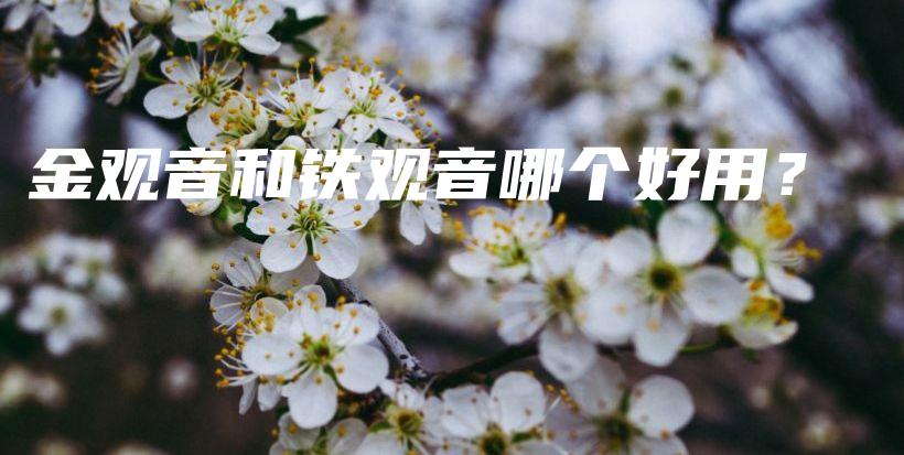 金觀音和鐵觀音哪個好用？插圖