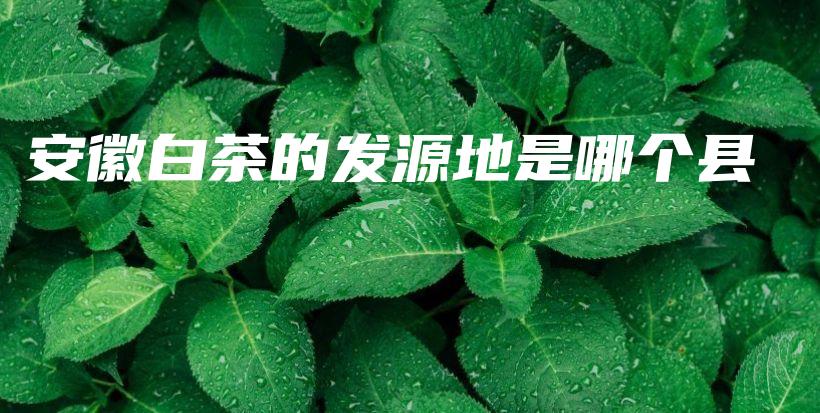 安徽白茶的發(fā)源地是哪個(gè)縣插圖