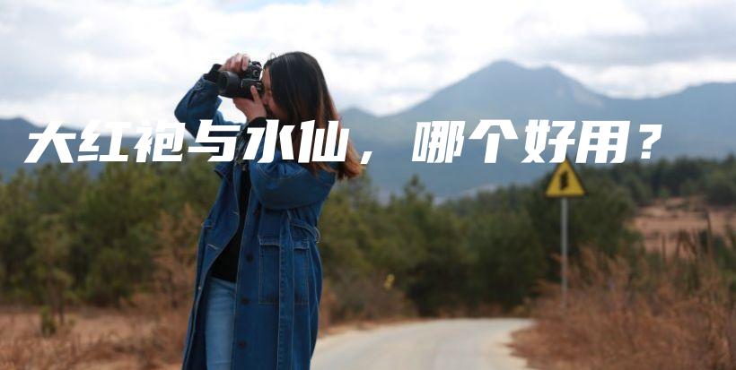 大紅袍與水仙，哪個好用？插圖