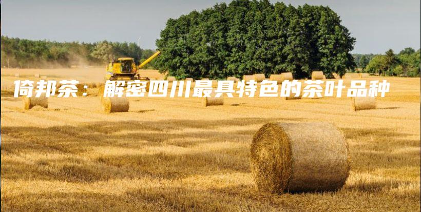 倚邦茶：解密四川最具特色的茶葉品種插圖
