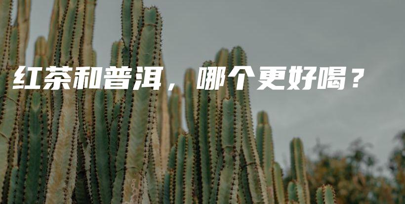 紅茶和普洱，哪個更好喝？插圖