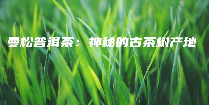 曼松普洱茶：神秘的古茶樹產(chǎn)地插圖