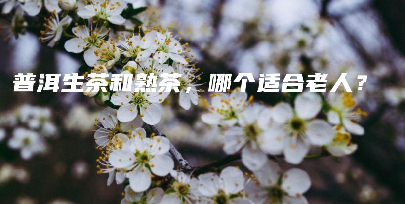 普洱生茶和熟茶，哪個適合老人？插圖