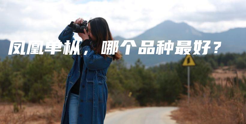 鳳凰單樅，哪個品種最好？插圖