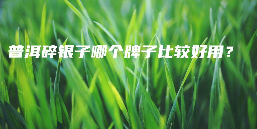 普洱碎銀子哪個牌子比較好用？插圖