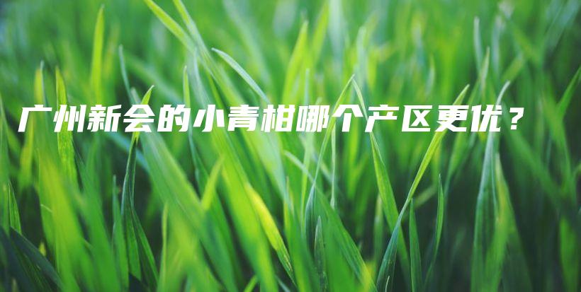 廣州新會的小青柑哪個(gè)產(chǎn)區(qū)更優(yōu)？插圖