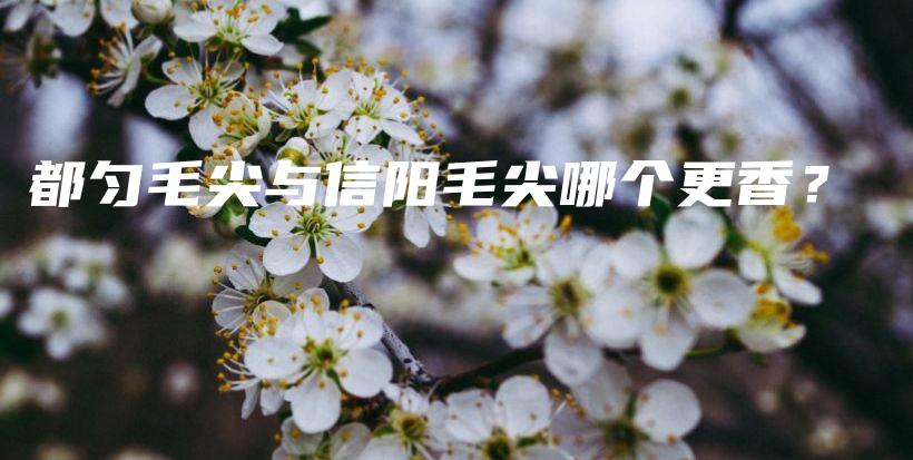 都勻毛尖與信陽(yáng)毛尖哪個(gè)更香？插圖