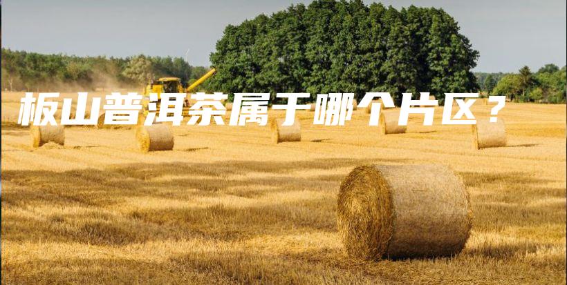 板山普洱茶屬于哪個(gè)片區(qū)？插圖