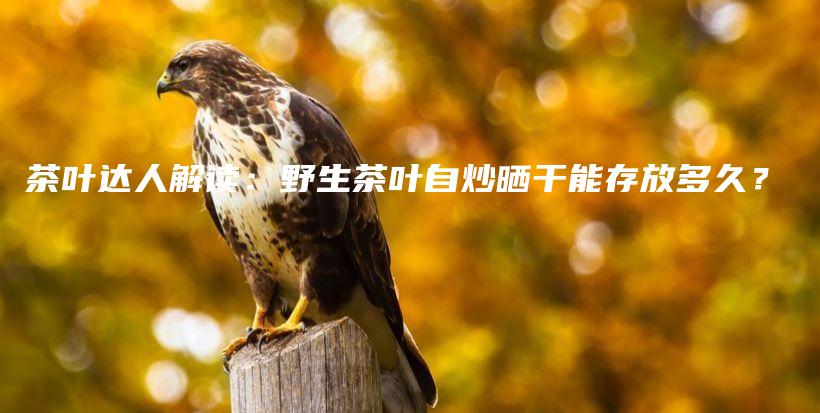 茶葉達(dá)人解讀：野生茶葉自炒曬干能存放多久？插圖