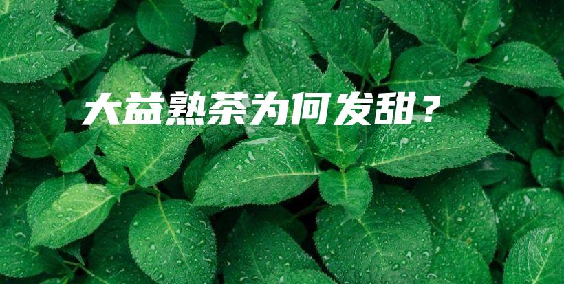 大益熟茶為何發(fā)甜？插圖