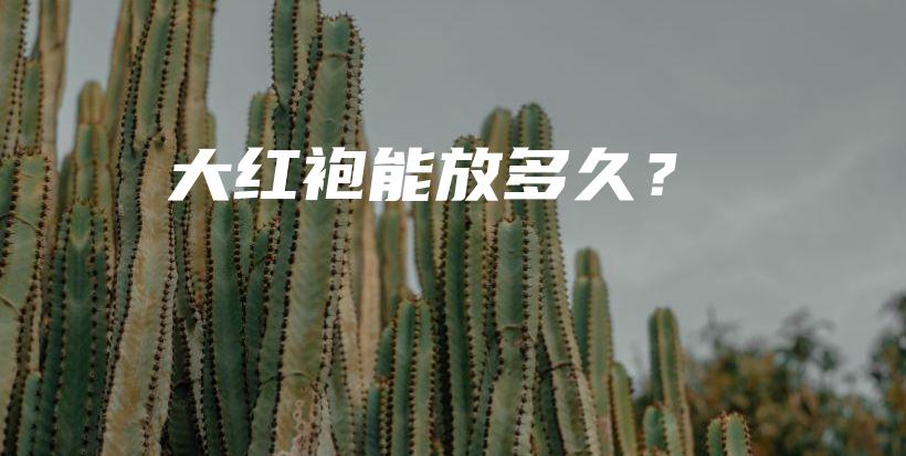 大紅袍能放多久？插圖