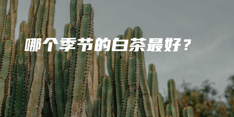 哪個季節(jié)的白茶最好？插圖
