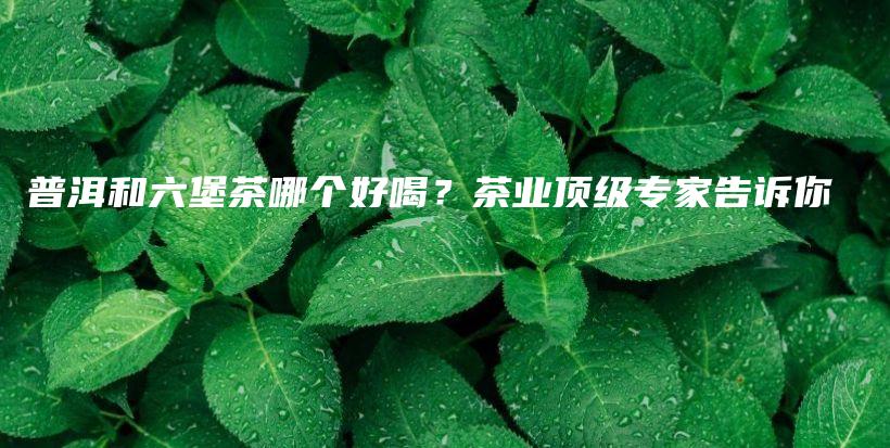 普洱和六堡茶哪個好喝？茶業(yè)頂級專家告訴你插圖
