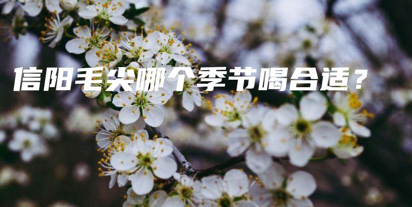 信陽毛尖哪個(gè)季節(jié)喝合適？插圖