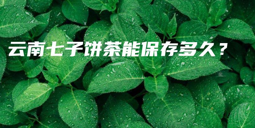 云南七子餅茶能保存多久？插圖