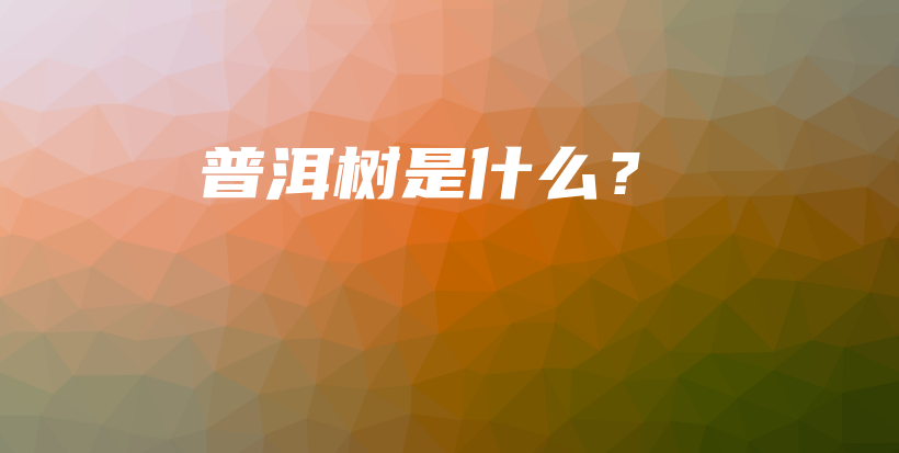 普洱樹是什么？插圖