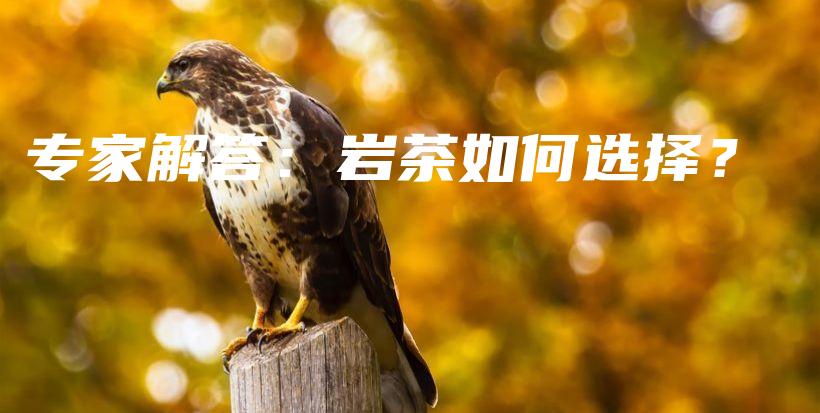 專家解答：巖茶如何選擇？插圖