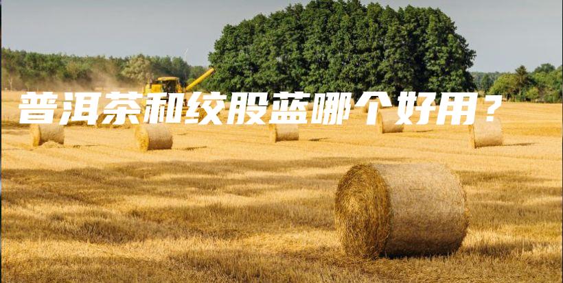 普洱茶和絞股藍(lán)哪個(gè)好用？插圖