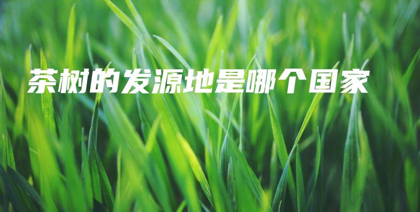 茶樹的發(fā)源地是哪個國家插圖