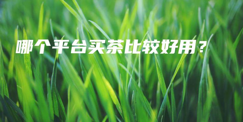 哪個平臺買茶比較好用？插圖
