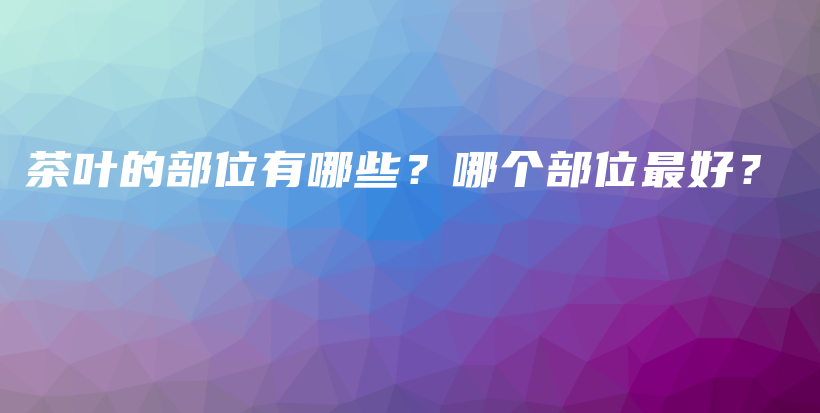 茶葉的部位有哪些？哪個部位最好？插圖