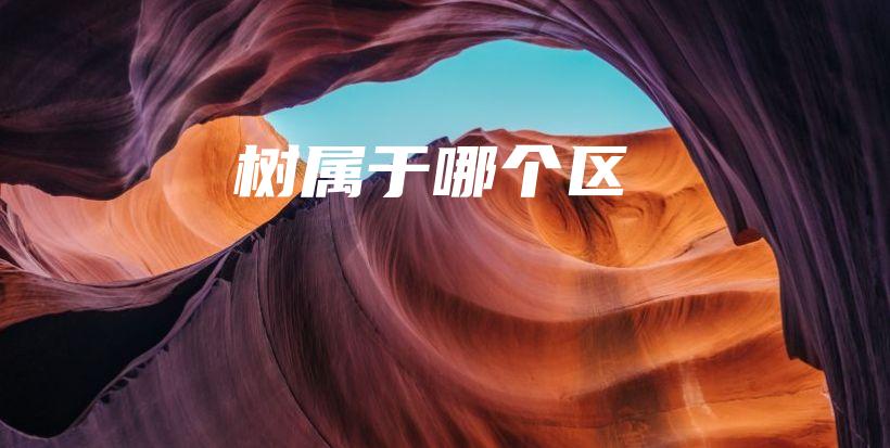 樹屬于哪個區(qū)插圖