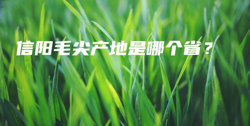 信陽毛尖產(chǎn)地是哪個(gè)??？插圖