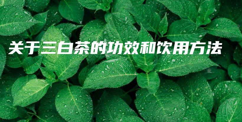 關(guān)于三白茶的功效和飲用方法插圖