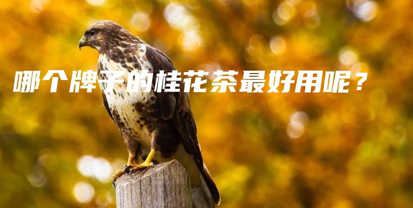 哪個牌子的桂花茶最好用呢？插圖