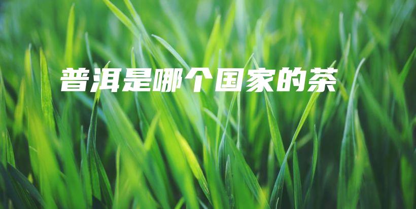 普洱是哪個(gè)國家的茶插圖