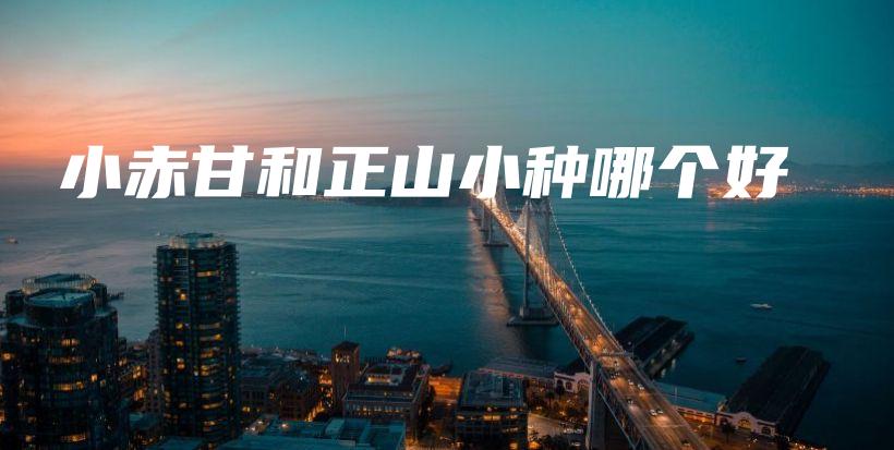 小赤甘和正山小種哪個好插圖