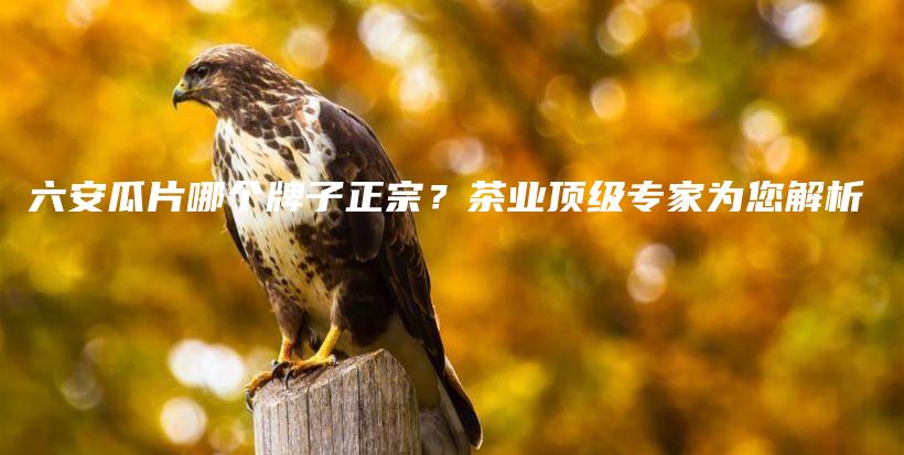 六安瓜片哪個牌子正宗？茶業(yè)頂級專家為您解析插圖