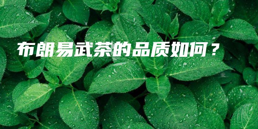 布朗易武茶的品質(zhì)如何？插圖