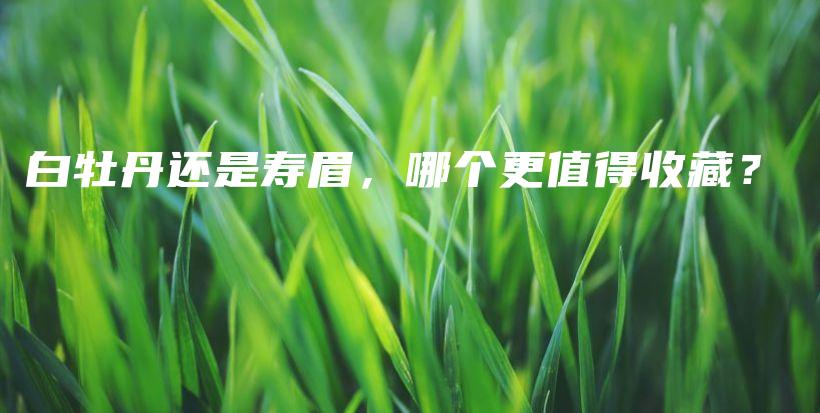 白牡丹還是壽眉，哪個(gè)更值得收藏？插圖