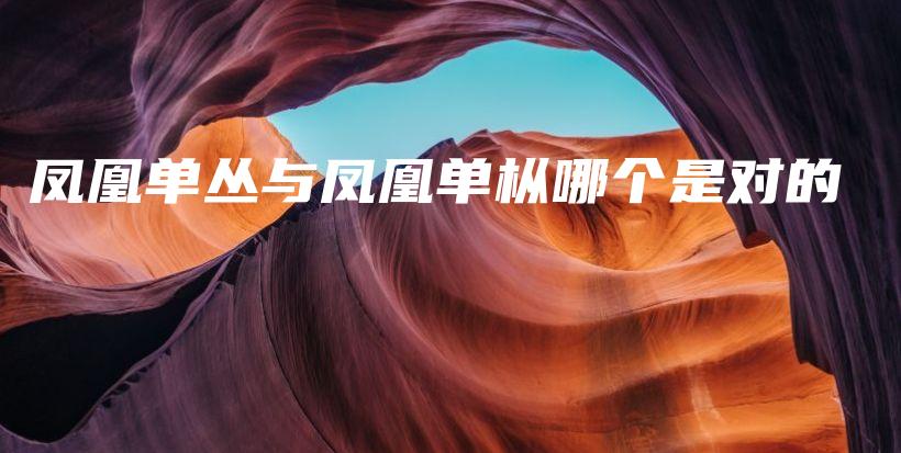 鳳凰單叢與鳳凰單樅哪個(gè)是對(duì)的插圖